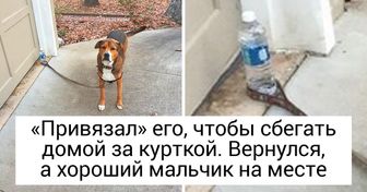 15 питомцев, чья любовь и преданность человеку не знает границ