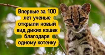 История кота Тигрино, который сначала попал в приют, а потом стал подарком для ученых