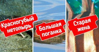Как выглядят 7 животных с самыми странными в мире названиями