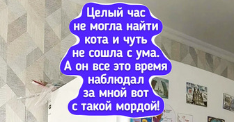 25 снимков, на которых питомцы спрятались лучше любого шпиона