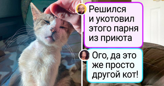 15 историй о том, как люди спасали животных, и те менялись до неузнаваемости