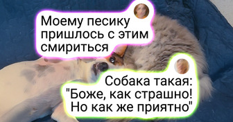 20+ фотографий о дружбе животных, которые растопят даже самое ледяное сердце