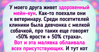 20+ питомцев, которым так и тянет сказать: «Ах ты, наглая пушистая морда»