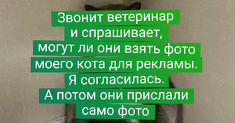 20+ доказательств того, что жизнь без котиков была бы слишком скучной