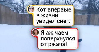 Когда грация вышла из чата: 20 уморительно неудачных фото животных