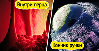 15 простых макроснимков, на которых окружающий мир выглядит так, что остается только диву даваться