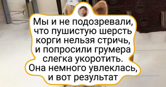 20 случаев, когда стрижка превратила пушистика в совершенно другое существо