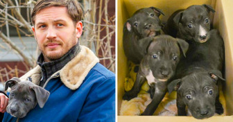 4 бездомных щенка нашли хозяев за два часа благодаря Тому Харди