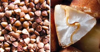 20+ вещей, разрезанных пополам, которые изнутри выглядят намного интереснее, чем снаружи