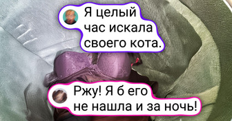 20+ домашних любимцев, которые постигли искусство маскировки на уровне ниндзя