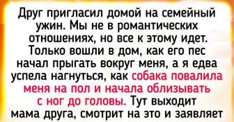 18 историй о четвероногих друзьях, которые чудят на каждом шагу