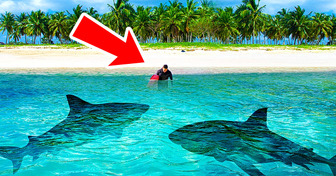 Этот крошечный остров — магнит для агрессивных акул, и никто не знает почему