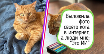 Я выложила фото своего кота в интернет и через пару часов мне пришлось доказывать, что он настоящий