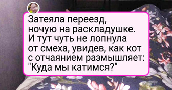 16 питомцев, хозяева которых то и дело хватаются за камеру, а не за голову