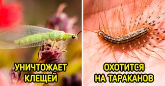 10 неприятных на вид насекомых, которых мы до жути боимся. А они трудятся всем на благо