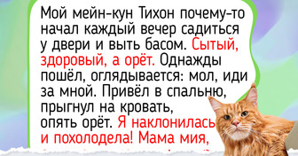 10 добрых пород кошек с душой ретривера для тех, кто ищет ласкового друга