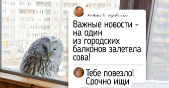 15 радостных фото животных, которые ненавязчиво заглянули на огонек и принесли с собой тепло и уют