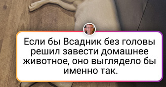 17 животных, которые здесь не для того, чтобы следовать этим вашим человеческим правилам