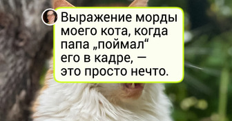 24 хвостатых, чьи мордочки лучше любого мемa