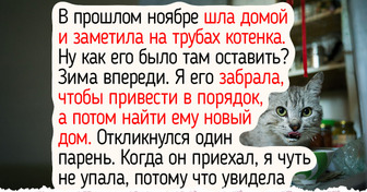 18 котиков, которых люди приютили у себя дома и полюбили всем сердцем