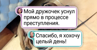 16 пушистиков, которые нашкодили так потешно, что ругать их — просто преступление