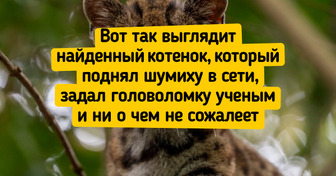 История кота Тигрино, который был домашним питомцем, а потом внезапно прославился на весь свет