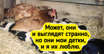 20+ примеров дружбы животных, от которых сердце тает