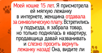 18 котиков-долгожителей, которые не обращают внимания на возраст, а просто наслаждаются маленькими радостями