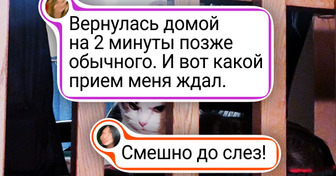 Пушистый компромат: 20+ фото, за которые нашим котам и собакам было бы очень стыдно