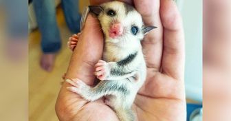 15+ реальных существ, которые сорвали куш в генетической лотерее