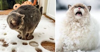 20+ доказательств того, что кошки и снег не предназначены друг для друга