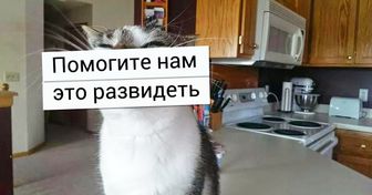 20+ котов, которые иногда забывают, что они должны быть пушистыми симпатягами