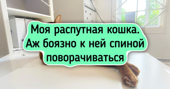 17 котеек с такой внешностью, что им пора подписывать контракт с модельным агентством