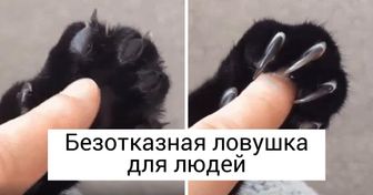 20+ особенностей кошек, которыми не могут похвастать другие животные