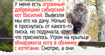 Не только мейн-куны: 7 пород кошек, которых можно назвать ласковыми гигантами