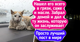 16 питомцев до и после того, как они обрели семью, и от этой разницы сжимается сердце