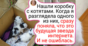 Вчера помещался на ладони, а сегодня командует домом: 18 пушистиков, которые выросли, но не растеряли обаяния