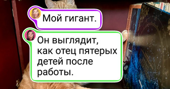 20+ пушистых гигантов, которые точно знают, кто здесь хозяин