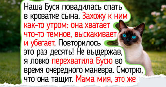 Кошки с душой лабрадора: 10 пород питомцев для тех, кто ищет идеального компаньона