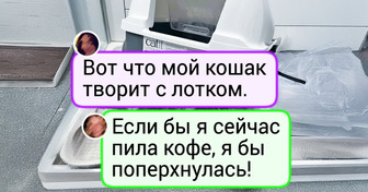 15 котов, у которых в голове свой собственный цирк (и мы обожаем это шоу)
