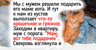 19 душевных историй о котятах, которые быстро стали частью дружной семьи