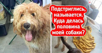 17 пушистиков, которых мама родная не узнает после стрижки