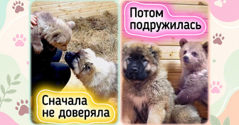 Люди проехали 2000 км, чтобы спасти медвежонка Дыньку. Но главным лекарством для крохи стал щенок Арбузик