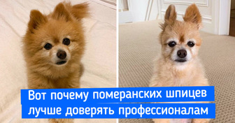 17 питомцев после стрижки, которых так и хочется утешить фразой «Шерсть не зубы — отрастет»