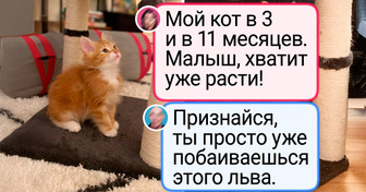 «Это точно коты?» 20+ фото пушистых богатырей, которые не вписываются в рамки