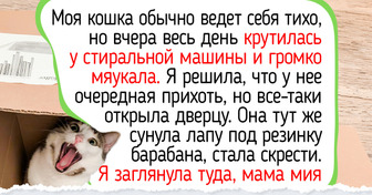19 историй и фото котиков, от которых губы сами расплываются в улыбке