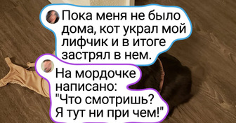 15+ питомцев, с которыми что ни день, то цирк