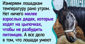 20+ лошадей, которых морковкой не корми, а дай показать, какие они хорошие мальчики и девочки