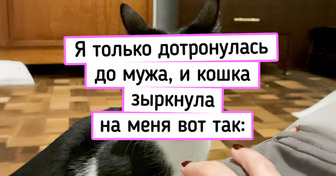 20+ питомцев, которые всем своим видом показывают, кто тут главный, а кто просто открывает консервы