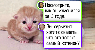 15+ трогательных животных, чье очарование кроется в их размере